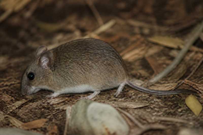 Image of a Lillo's Akodont in its natural habitat