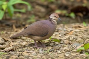Image of a Lined Quail-Dove in its natural habitat