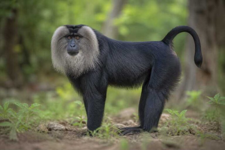 Image of a Lion-tailed Macaque in its natural habitat