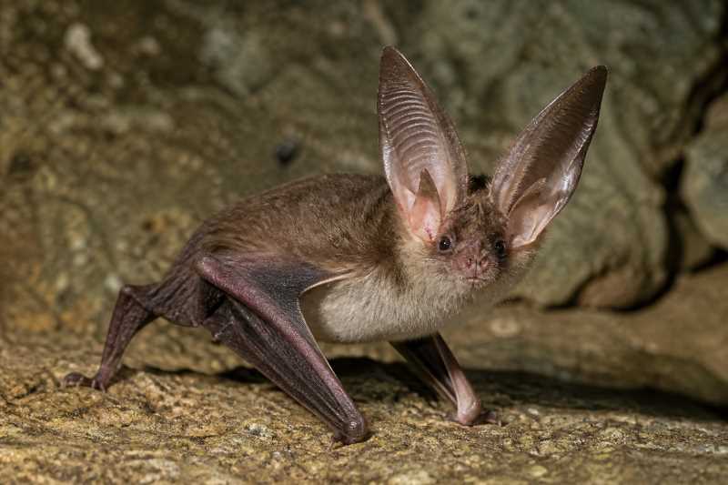 Image of a Little Big-eared Bat in its natural habitat