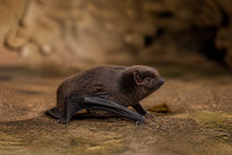 Image of a Little Black Serotine in its natural habitat