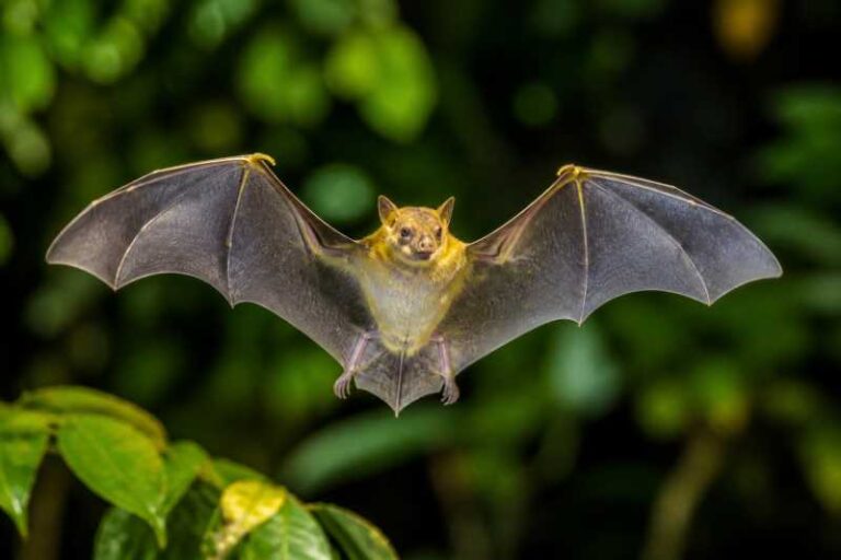 Image of a Little Yellow-shouldered Bat in its natural habitat