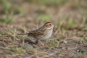 Image of a Little Bunting in its natural habitat