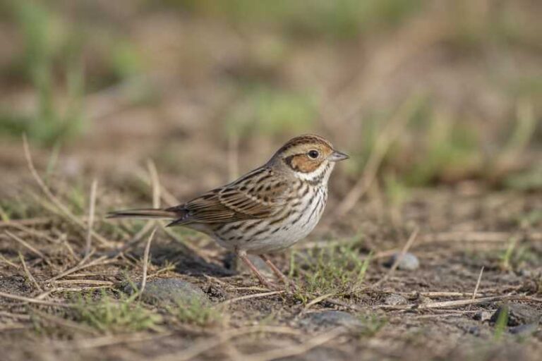 Image of a Little Bunting in its natural habitat