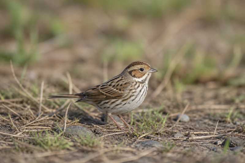 Image of a Little Bunting in its natural habitat