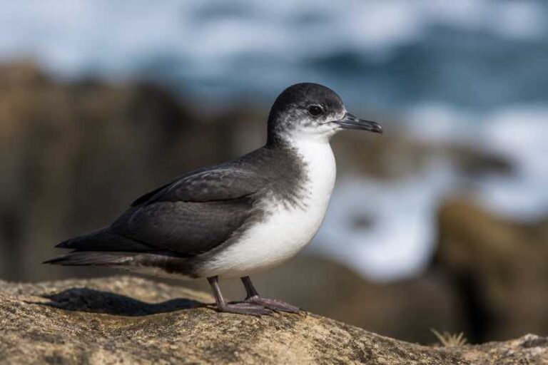 Image of a Little Shearwater in its natural habitat