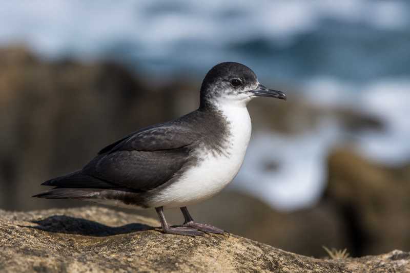 Image of a Little Shearwater in its natural habitat