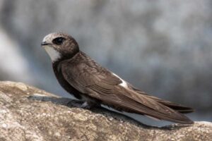Image of a Little Swift in its natural habitat