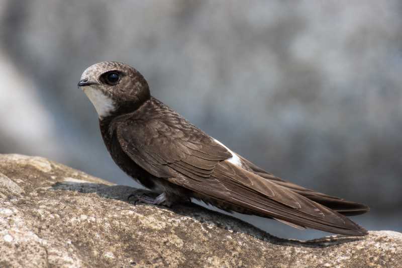 Image of a Little Swift in its natural habitat