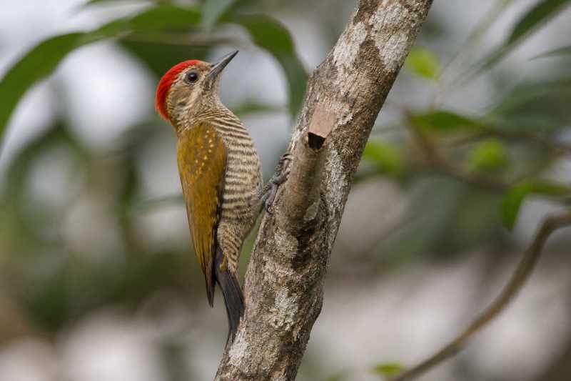 Image of a Little Woodpecker in its natural habitat