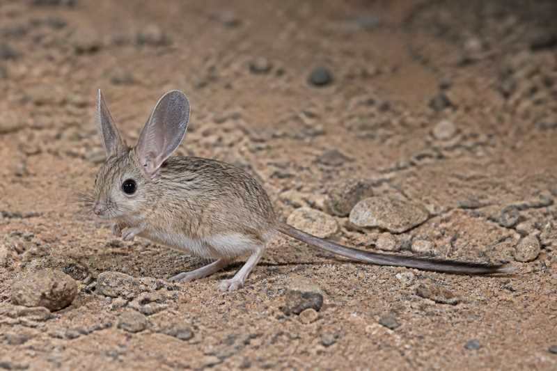 Image of a Long-eared Desert Mouse in its natural habitat