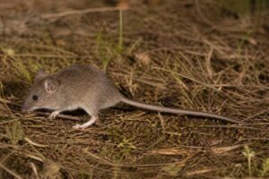 Image of a Long-tailed Mouse in its natural habitat