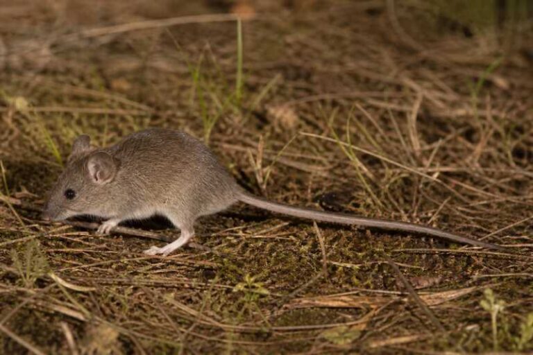 Image of a Long-tailed Mouse in its natural habitat
