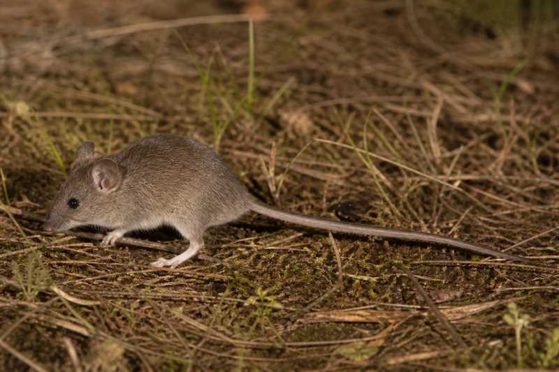 Image of a Long-tailed Mouse in its natural habitat
