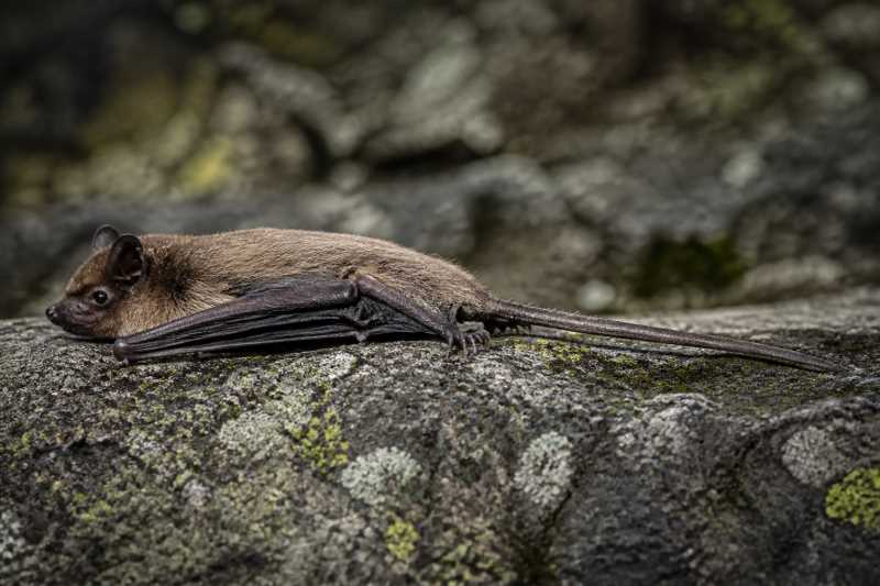 Image of a Long-tailed Myotis in its natural habitat