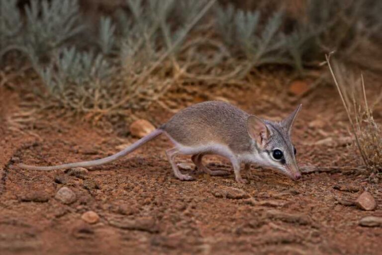 Image of a Long-tailed Planigale in its natural habitat