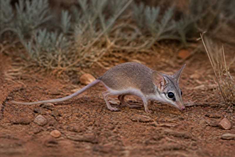 Image of a Long-tailed Planigale in its natural habitat