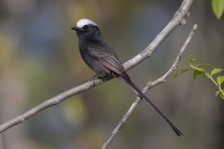 Image of a Long-tailed Tyrant in its natural habitat