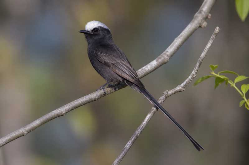 Image of a Long-tailed Tyrant in its natural habitat