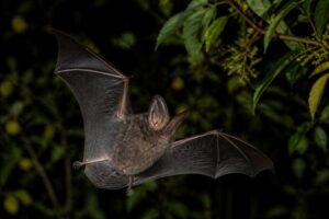 Image of a Lord Howe Long-eared Bat in its natural habitat