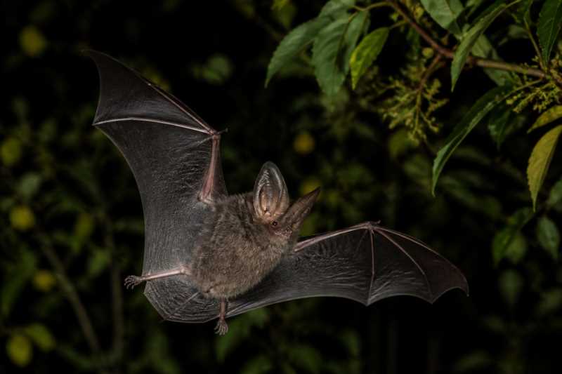Image of a Lord Howe Long-eared Bat in its natural habitat