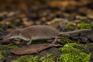 Image of a Lowe's Brown-toothed Shrew in its natural habitat