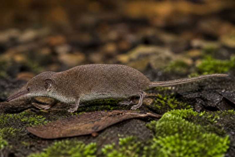 Image of a Lowe's Brown-toothed Shrew in its natural habitat
