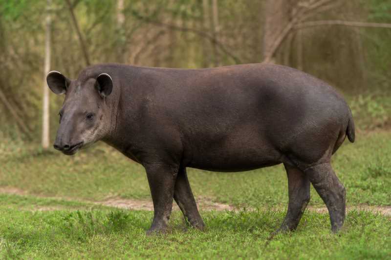 Image of a Lowland Tapir in its natural habitat