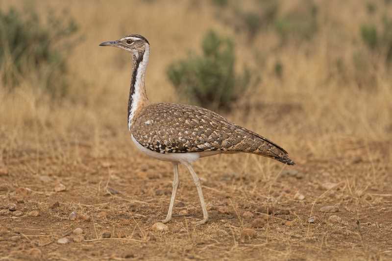Image of a Ludwig's Bustard in its natural habitat