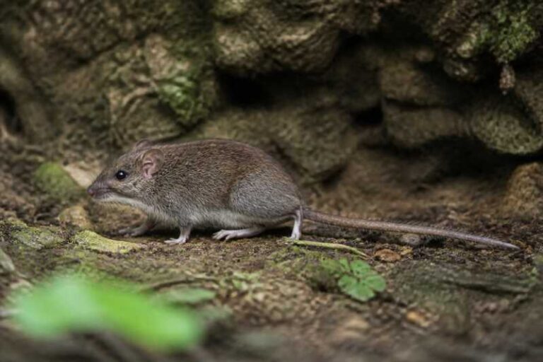 Image of a Luzon Cordillera Hairy-tailed Rat in its natural habitat