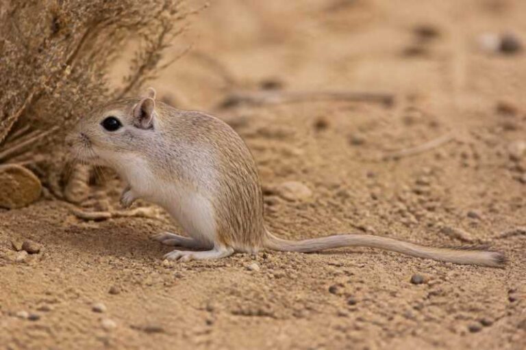 Image of a Mackilligin's Gerbil in its natural habitat