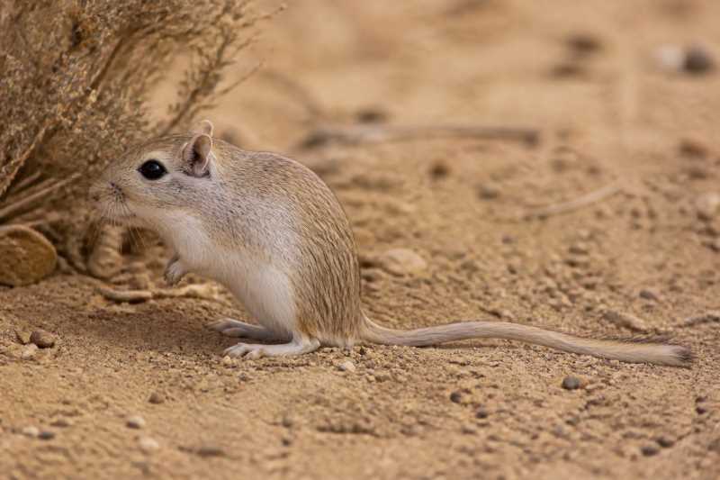 Image of a Mackilligin's Gerbil in its natural habitat