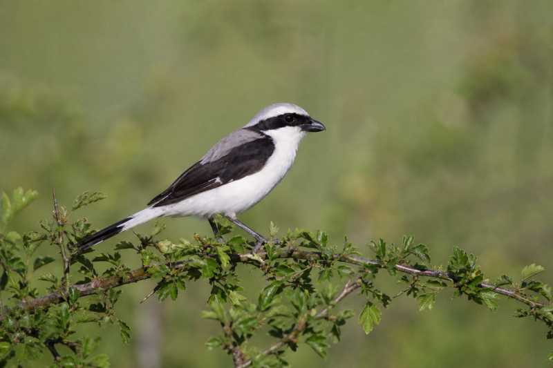 Image of a Mackinnon's Shrike in its natural habitat