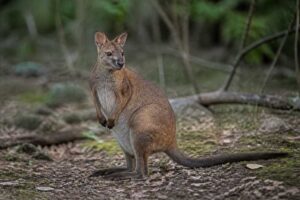 Image of a Macleay's Forest Wallaby in its natural habitat