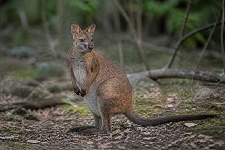 Image of a Macleay's Forest Wallaby in its natural habitat