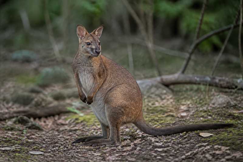 Image of a Macleay's Forest Wallaby in its natural habitat