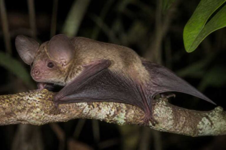 Image of a Madagascar Cryptic Roundleaf Bat in its natural habitat