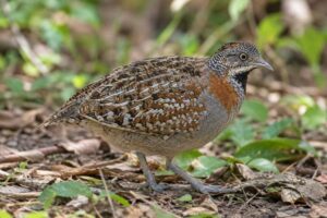 Image of a Madagascar Buttonquail in its natural habitat