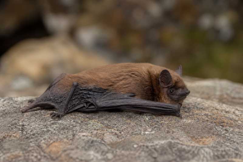 Image of a Madeira Pipistrelle in its natural habitat