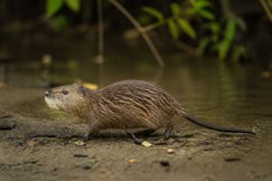Image of a Magdalena Water Rat in its natural habitat