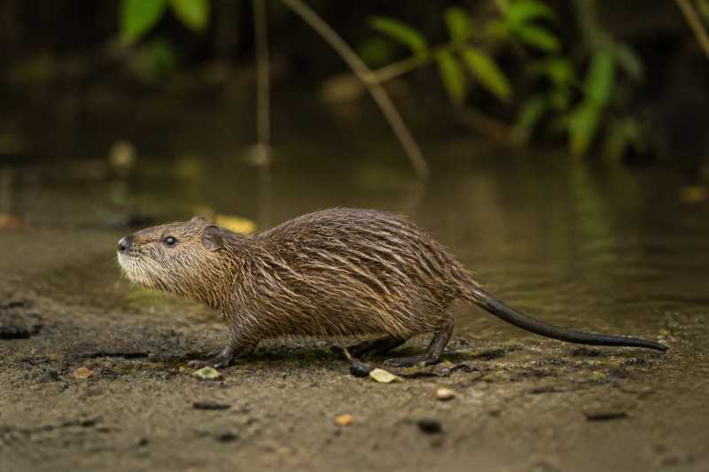 Image of a Magdalena Water Rat in its natural habitat