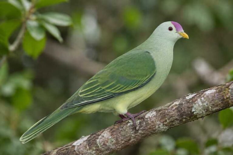 Image of a Makatea Fruit Dove in its natural habitat