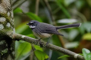 Image of a Makira Fantail in its natural habitat