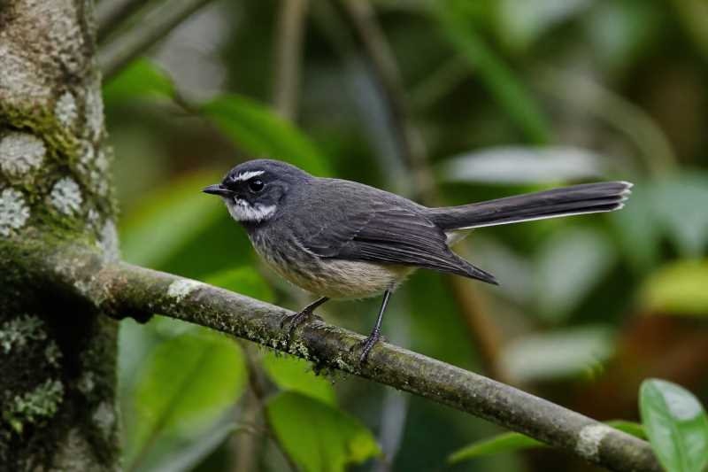 Image of a Makira Fantail in its natural habitat
