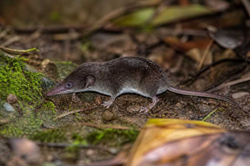 Image of a Malayan Pygmy Shrew in its natural habitat