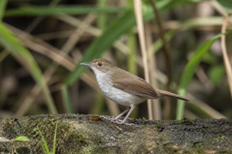 Image of a Malayan Swamp Babbler in its natural habitat