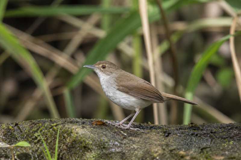 Image of a Malayan Swamp Babbler in its natural habitat