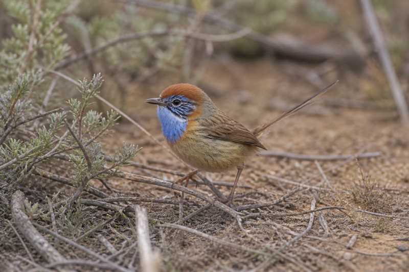 Image of a Mallee Emu-wren in its natural habitat