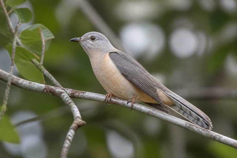 Image of a Manus Brush Cuckoo in its natural habitat