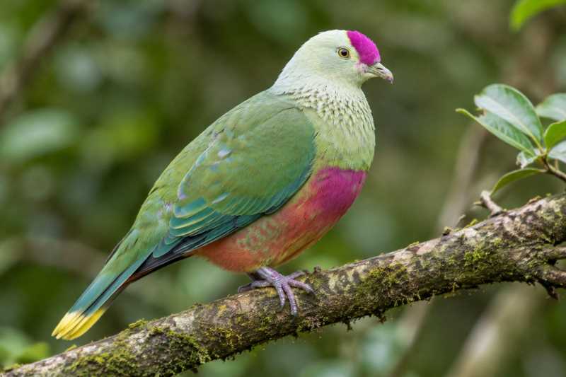 Image of a Mariana Fruit Dove in its natural habitat